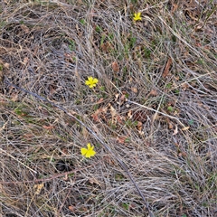 Goodenia pinnatifida at Watson, ACT - 13 Nov 2024