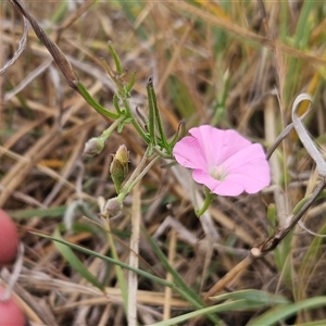 Convolvulus angustissimus subsp. angustissimus at Hawker, ACT - 12 Nov 2024 12:56 PM