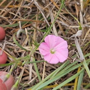 Convolvulus angustissimus subsp. angustissimus at Hawker, ACT - 12 Nov 2024 12:56 PM