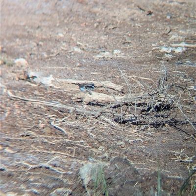 Charadrius melanops (Black-fronted Dotterel) at Lake Cargelligo, NSW - 9 Nov 2024 by Darcy