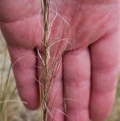 Austrostipa scabra (Corkscrew Grass, Slender Speargrass) at Hawker, ACT - 12 Nov 2024 by sangio7