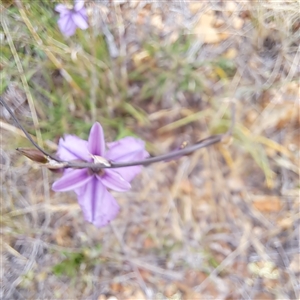 Arthropodium fimbriatum at Watson, ACT - 13 Nov 2024