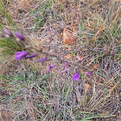 Arthropodium fimbriatum at Watson, ACT - 13 Nov 2024