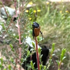 Phyllotocus rufipennis (Nectar scarab) at Aranda, ACT - 13 Nov 2024 by Jubeyjubes