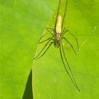 Tetragnatha sp. (genus) (Long-jawed spider) at Aranda, ACT - 13 Nov 2024 by Jubeyjubes