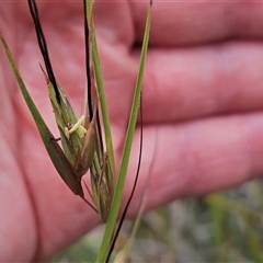 Themeda triandra at Hawker, ACT - 12 Nov 2024