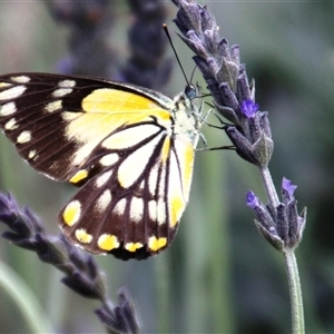 Belenois java at Higgins, ACT - 17 Nov 2015 01:48 PM