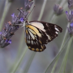 Belenois java at Higgins, ACT - 17 Nov 2015 01:48 PM