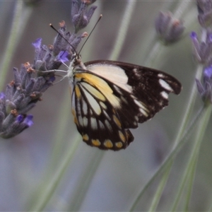 Belenois java at Higgins, ACT - 17 Nov 2015 01:48 PM