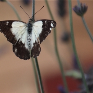 Belenois java at Higgins, ACT - 17 Nov 2015 01:48 PM