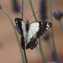 Belenois java at Higgins, ACT - 17 Nov 2015 01:48 PM