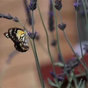 Belenois java at Higgins, ACT - 17 Nov 2015 01:48 PM