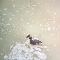 Podiceps cristatus (Great Crested Grebe) at Menindee, NSW - 10 Nov 2024 by Darcy