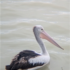 Pelecanus conspicillatus (Australian Pelican) at Menindee, NSW - 10 Nov 2024 by Darcy