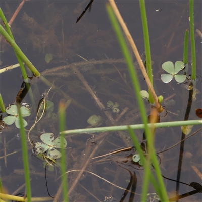 Marsilea costulifera (Nardoo) at Gundaroo, NSW - 11 Nov 2024 by ConBoekel