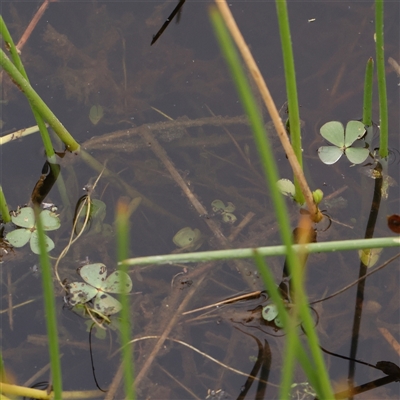 Marsilea mutica (Nardoo) at Gundaroo, NSW - 11 Nov 2024 by ConBoekel