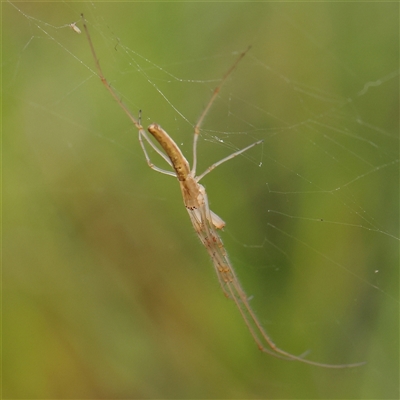 Tetragnatha sp. (genus) (Long-jawed spider) at Gundaroo, NSW - 11 Nov 2024 by ConBoekel