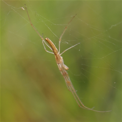 Tetragnatha sp. (genus) (Long-jawed spider) at Gundaroo, NSW - 10 Nov 2024 by ConBoekel