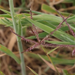 Cynodon dactylon (Couch Grass) at Gundaroo, NSW - 10 Nov 2024 by ConBoekel