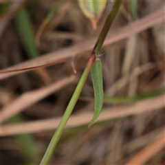 Cynodon dactylon at Gundaroo, NSW - 11 Nov 2024 10:02 AM