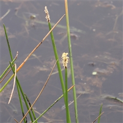 Eleocharis acuta (Common Spike-rush) at Gundaroo, NSW - 11 Nov 2024 by ConBoekel