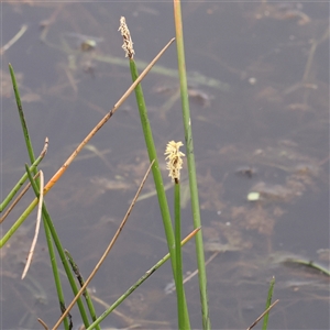 Eleocharis acuta at Gundaroo, NSW - 11 Nov 2024 09:51 AM