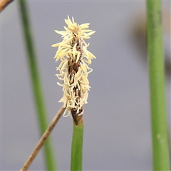 Eleocharis acuta at Gundaroo, NSW - 11 Nov 2024 09:51 AM