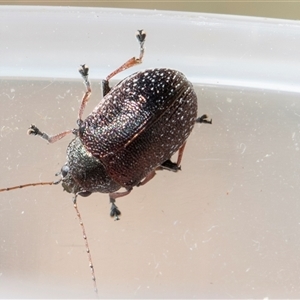 Edusella sp. (genus) at Throsby, ACT - 8 Nov 2024 09:35 AM