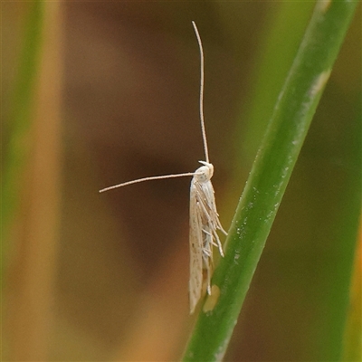 Oecophoridae (family) (Unidentified Oecophorid concealer moth) at Gundaroo, NSW - 11 Nov 2024 by ConBoekel