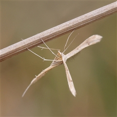 Platyptilia celidotus (Plume Moth) at Gundaroo, NSW - 11 Nov 2024 by ConBoekel