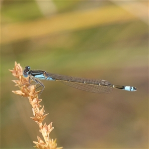 Ischnura heterosticta at Gundaroo, NSW - 11 Nov 2024