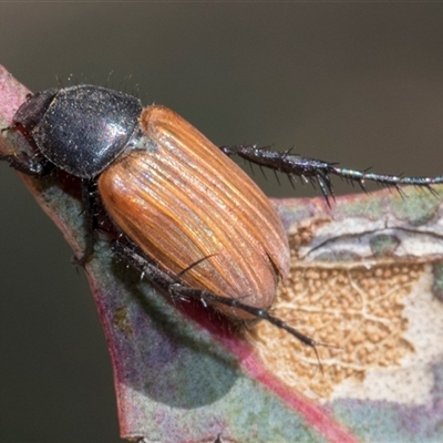 Phyllotocus rufipennis (Nectar scarab) at Throsby, ACT - 8 Nov 2024 by AlisonMilton