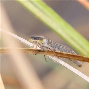 Coenagrionidae sp. (family) at Gundaroo, NSW - 11 Nov 2024