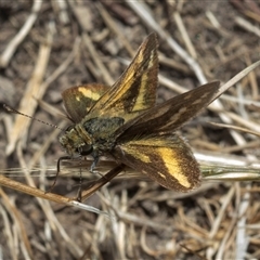 Taractrocera papyria (White-banded Grass-dart) at Throsby, ACT - 8 Nov 2024 by AlisonMilton