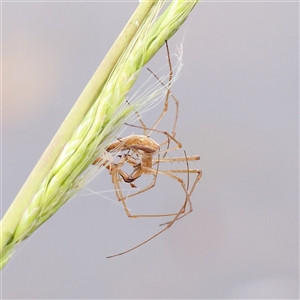 Tetragnatha sp. (genus) at Gundaroo, NSW - 11 Nov 2024