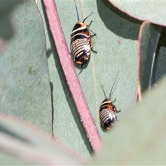 Ellipsidion australe (Austral Ellipsidion cockroach) at Throsby, ACT - 8 Nov 2024 by AlisonMilton