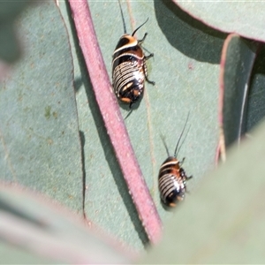 Ellipsidion australe at Throsby, ACT - 8 Nov 2024