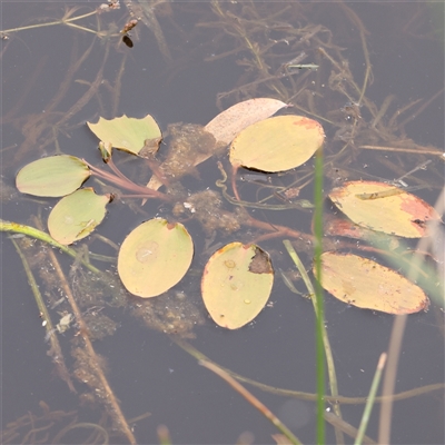 Potamogeton sulcatus (Pondweed) at Gundaroo, NSW - 10 Nov 2024 by ConBoekel