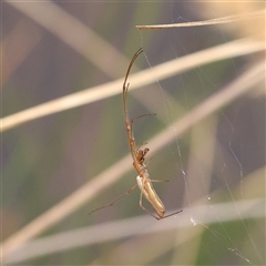 Tetragnatha sp. (genus) (Long-jawed spider) at Gundaroo, NSW - 10 Nov 2024 by ConBoekel