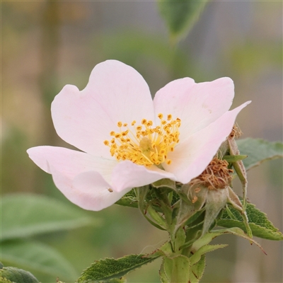 Rosa sp. (A Wild Rose) at Gundaroo, NSW - 11 Nov 2024 by ConBoekel