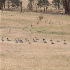 Chenonetta jubata (Australian Wood Duck) at Gundaroo, NSW - 10 Nov 2024 by ConBoekel