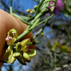 Unidentified Climber or Mistletoe at Kalbarri National Park, WA - 12 Sep 2024 by Paul4K