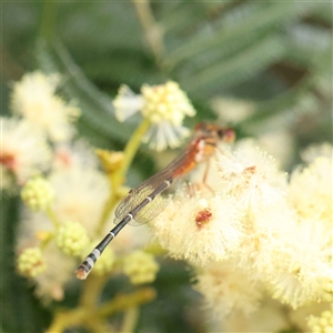 Xanthagrion erythroneurum at Gundaroo, NSW - 11 Nov 2024 09:32 AM