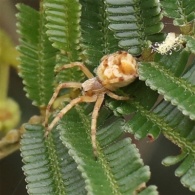 Salsa fuliginata at Gundaroo, NSW - 11 Nov 2024 by ConBoekel