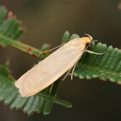 Telocharacta (genus) (A Concealer moth (Philobota Group)) at Gundaroo, NSW - 11 Nov 2024 by ConBoekel