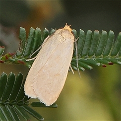 Telocharacta (genus) at Gundaroo, NSW - 11 Nov 2024 09:30 AM