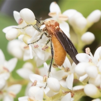 Bibio imitator (Garden maggot) at Hawker, ACT - 12 Nov 2024 by AlisonMilton