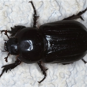 Semanopterus sp. at Ainslie, ACT - 12 Nov 2024