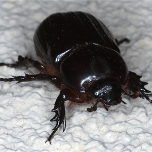 Semanopterus sp. at Ainslie, ACT - 12 Nov 2024