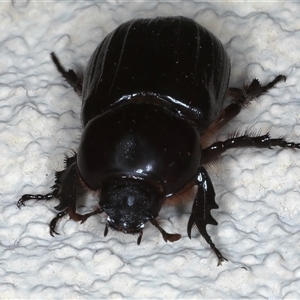 Semanopterus sp. at Ainslie, ACT - 12 Nov 2024